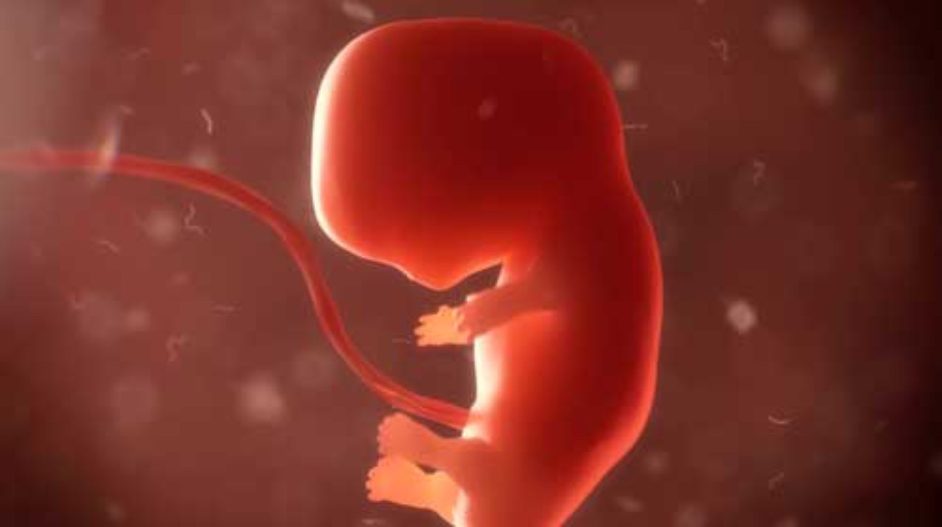 A vida e a personalidade do feto (Aborto)
