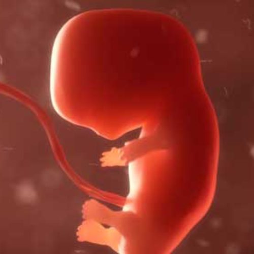 A vida e a personalidade do feto (Aborto)