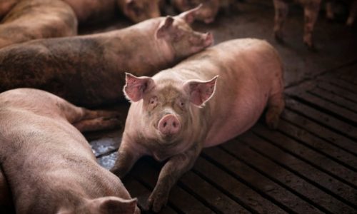 Porco: 7 Razões Porque Comer Tal Carne é Pecado